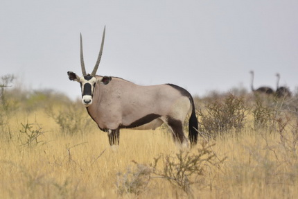Kalahari Wildlife